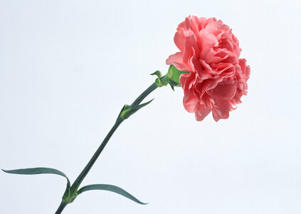 Beautiful pink carnation photo