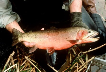 Adult cutthroat fish