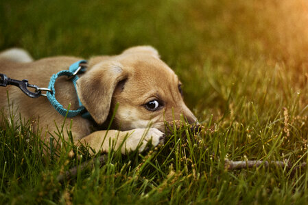 Cute Puppy Dog on the Grass photo