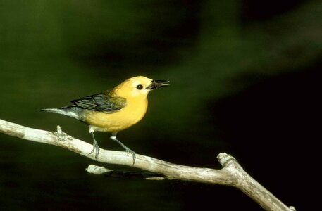 Bouquet male song bird
