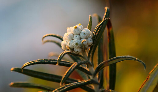 Anaphalis margaritacea-1 photo