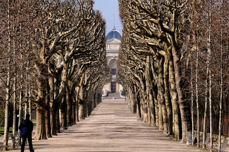 Trees symmetry allee