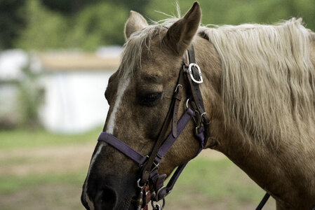 Horse head close up photo