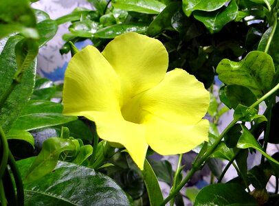 Urechites lutea apocynaceae allamanda