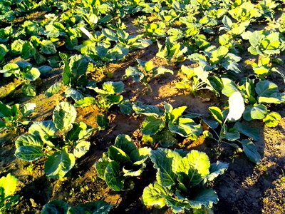 Bearing cabbage greenery