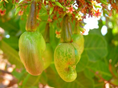 Cashew cores plant nut