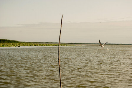 Pelican Taking off in Danube Delta photo
