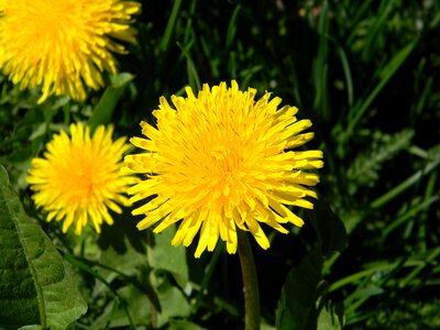 Summer flowers a yellow flower nature