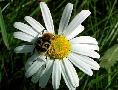 Daisy beetle bug photo
