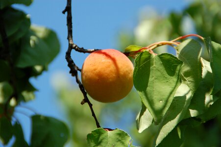 South provence fruit of the sun