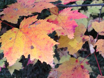 Colorful fall seasonal photo