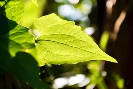 Light sunlight nature