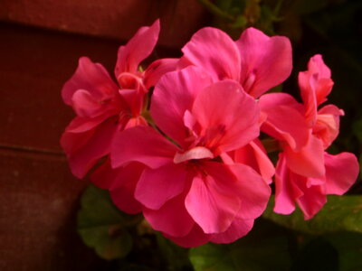 Pink Flower photo