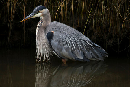 Great Blue Heron-2 photo