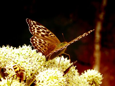Wing nature flowers