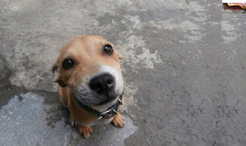 Animals dogs pets