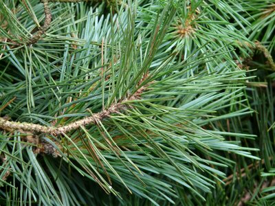 Tree branch needles photo