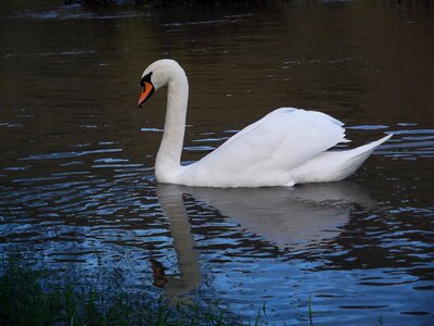 Bird waters animal