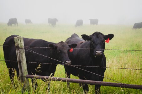 Farm photo