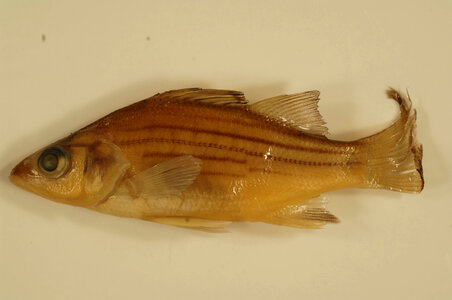 Morone mississippiensis