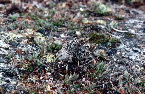 Juvenile least sandpiper camouflaged photo