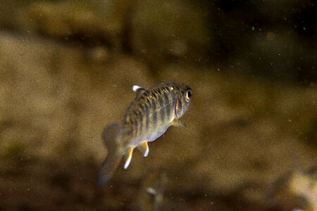 Juvenile Chinook salmon-1
