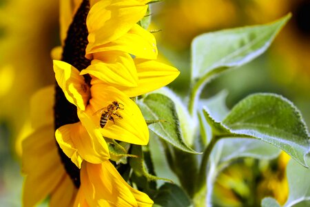 Agriculture beautiful flowers bloom