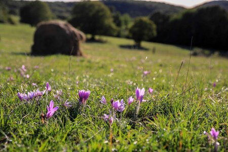 Beautiful Flowers blooming blossom photo