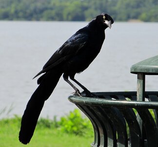 Black bird spooky