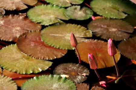 Pond plant water lily lotus