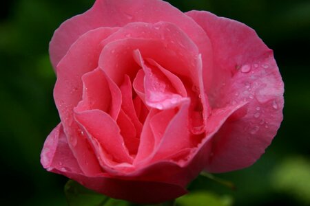 Beautiful beautiful flowers beautiful photo