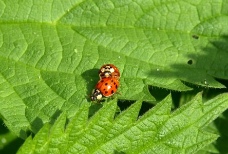 Luck pairing insect