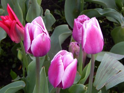 Tulips flowers beauty photo