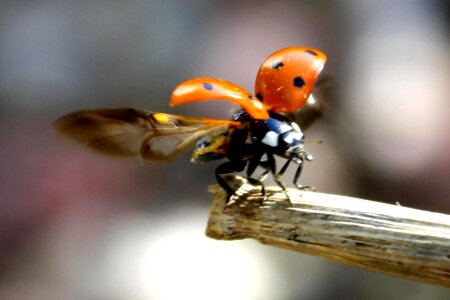 Flight insect ladybug