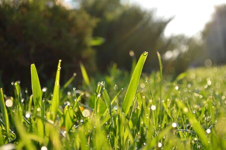 Plant morning morning dew