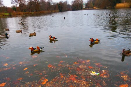 Ducklings. Family of wild ducks swims in a pond