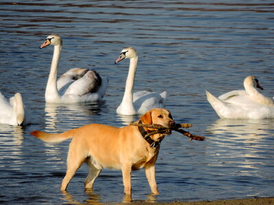 Hunting Dog wildlife bird photo