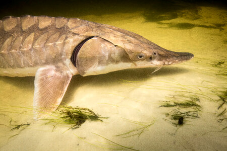 Gulf sturgeon-2