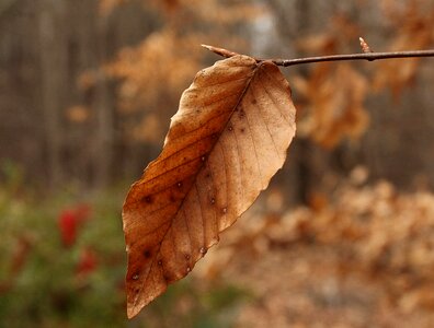 Petiole margin midrib photo