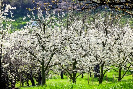 Beautiful Flowers blooming blossom