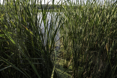 Looking through the reed grass at Cherokee Marsh photo