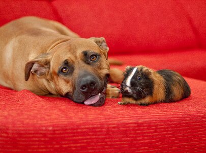 Cute animal guiena pig