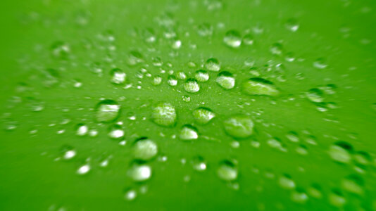 Drops On The Leaf photo