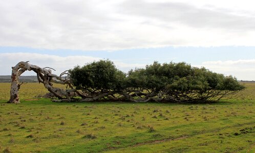 Lying leaning tree australia photo