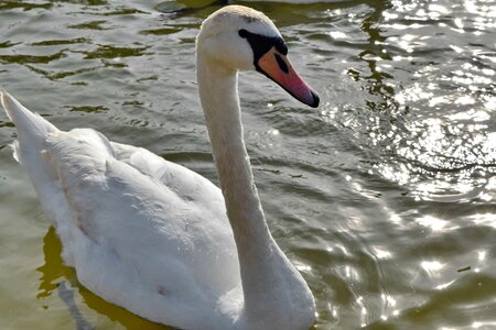 Swan beak aquatic bird