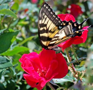 Fly wildlife wing photo