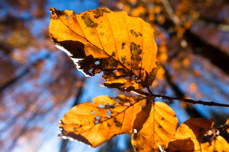Forest deciduous tree tree