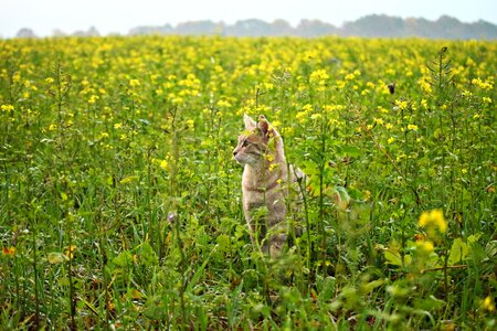 Agriculture animal cat