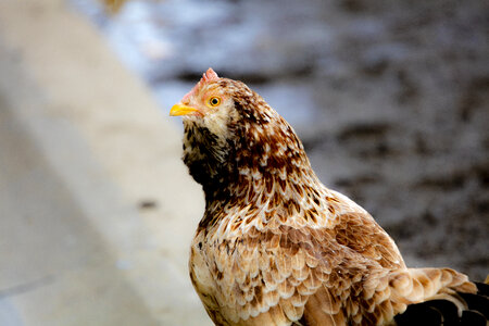 2 Chicken