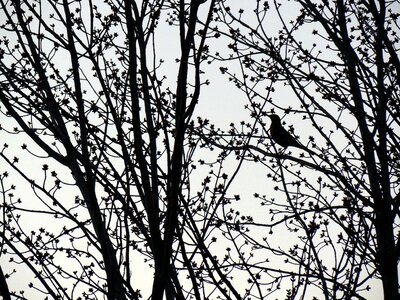 Bird tree against the light